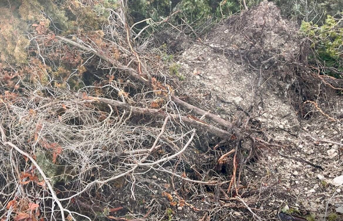 Çeşme’de çevreciler ve doğa kazandı: Kalemburnu’ndaki hukuksuz tahribat durduruldu!