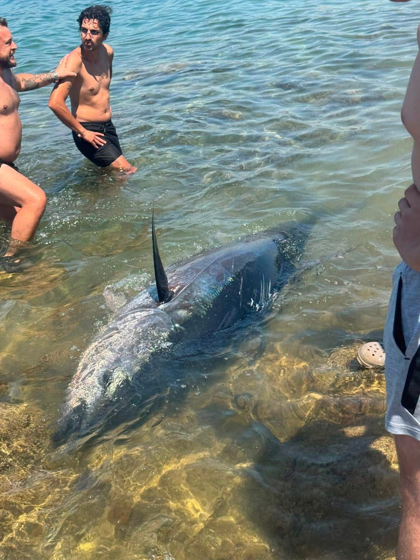 Çeşme Ve Karaburun Kıyılarında Orkinos Ölümlerinin Yeniden Görülmesi Endişe Yarattı (2)