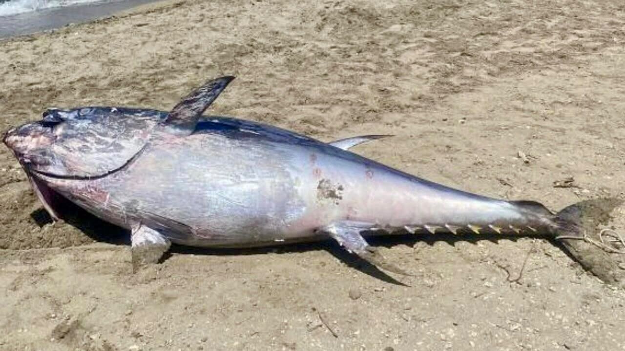 Çeşme Ve Karaburun Kıyılarında Orkinos Ölümlerinin Yeniden Görülmesi Endişe Yarattı (3)