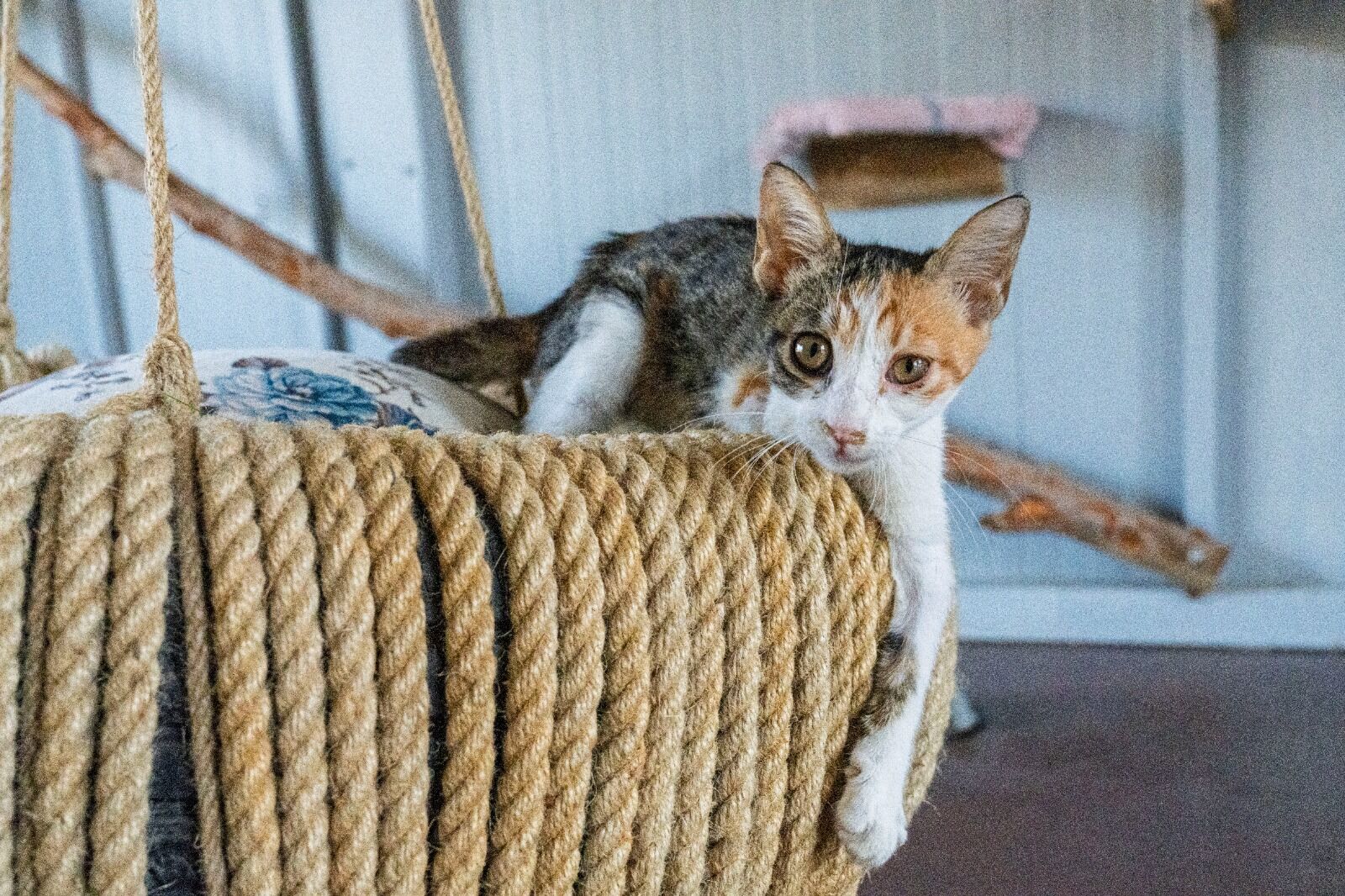 Sokak Yaşam Kedi (2)