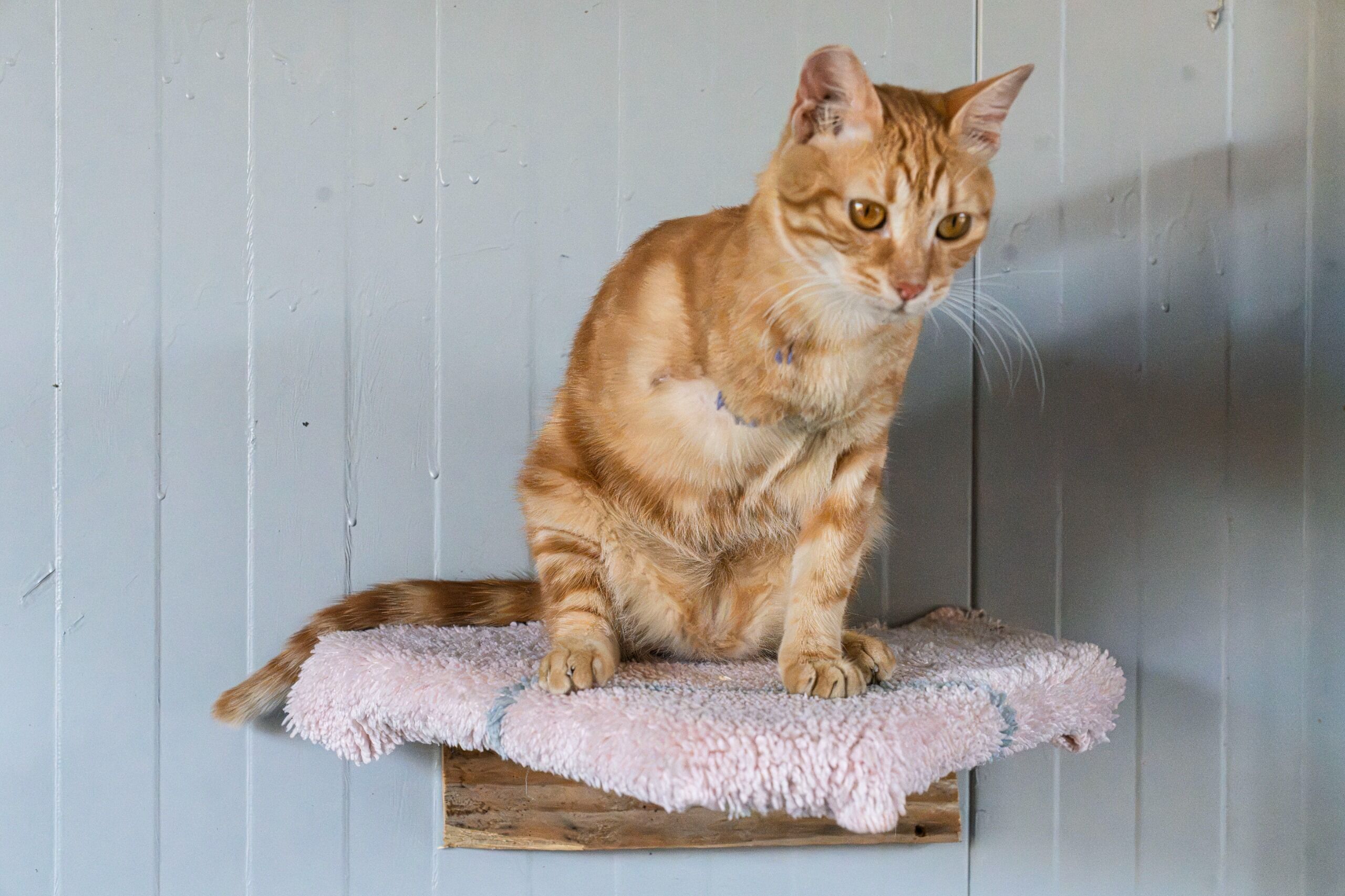 Sokak Yaşam Kedi (5)