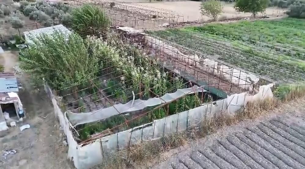 Urla Kenevir (2)