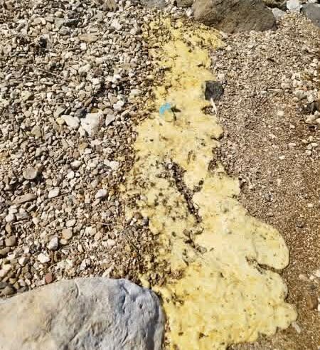 Çeşme’deki orkinos ölümleri mercek altında