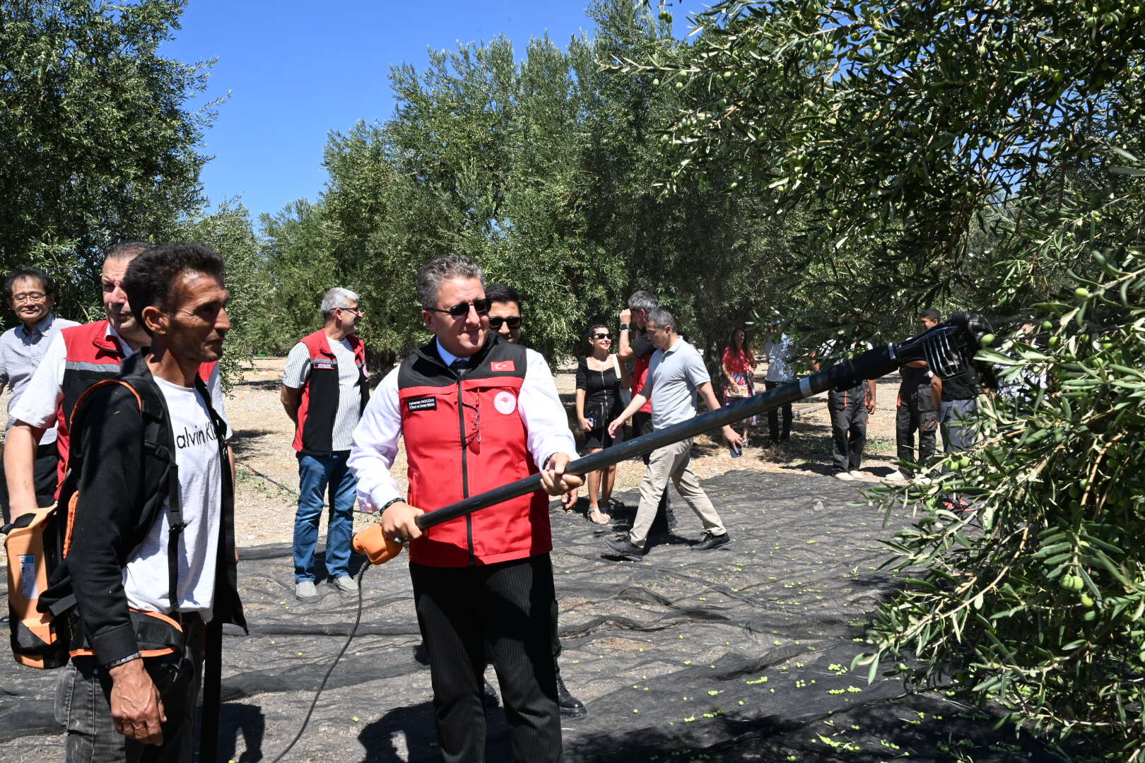 Zeytin Hasadı 6