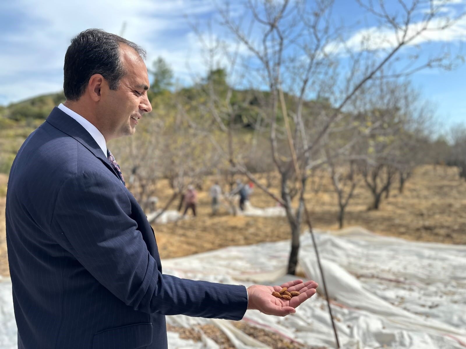 Datça Bağdem Hasadı (2)