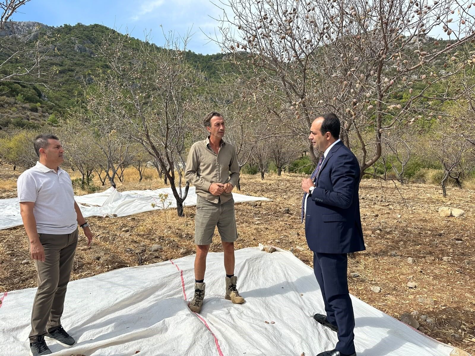 Datça Bağdem Hasadı (3)