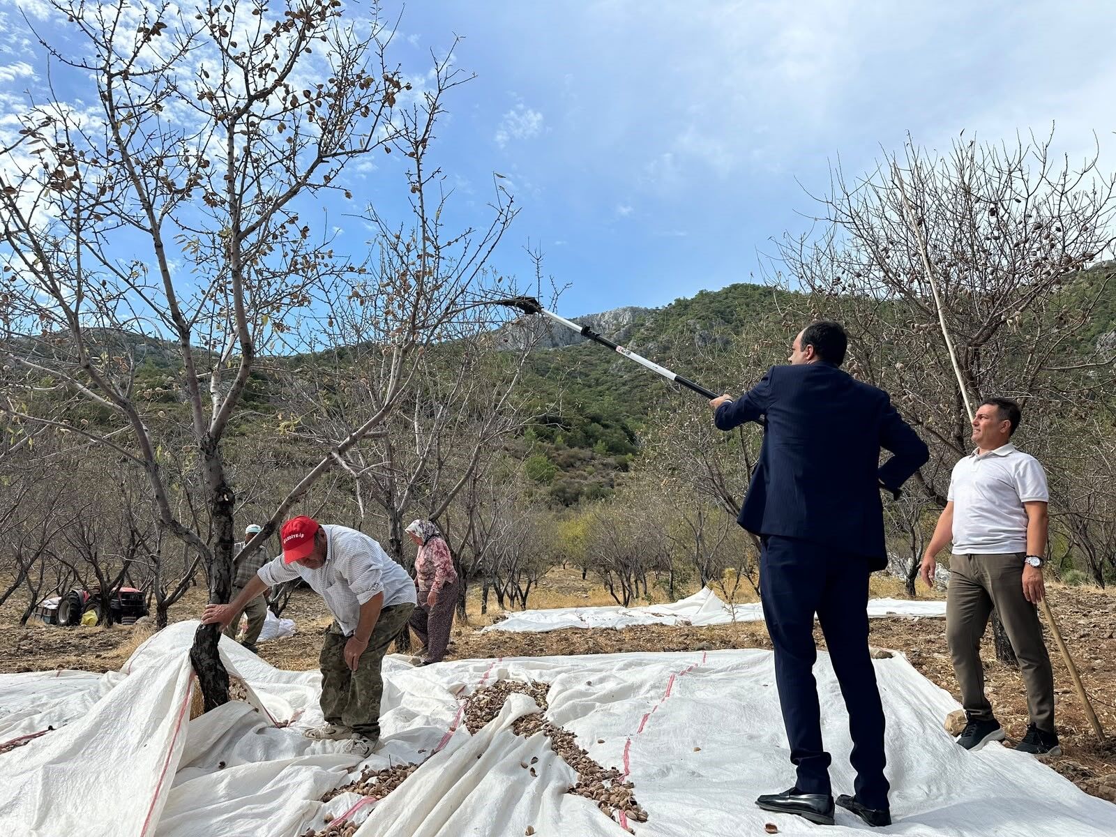 Datça Bağdem Hasadı (4)
