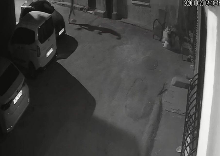 Konak'ta köpeğe yönelik şiddet kamerada