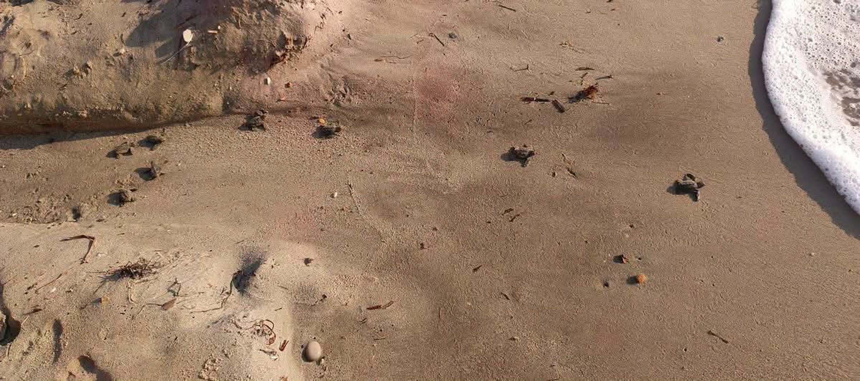 Kuşadası’nda Yuvada Sıkışan 22 Caretta Caretta Yavrusu Denize Bırakıldı (3)