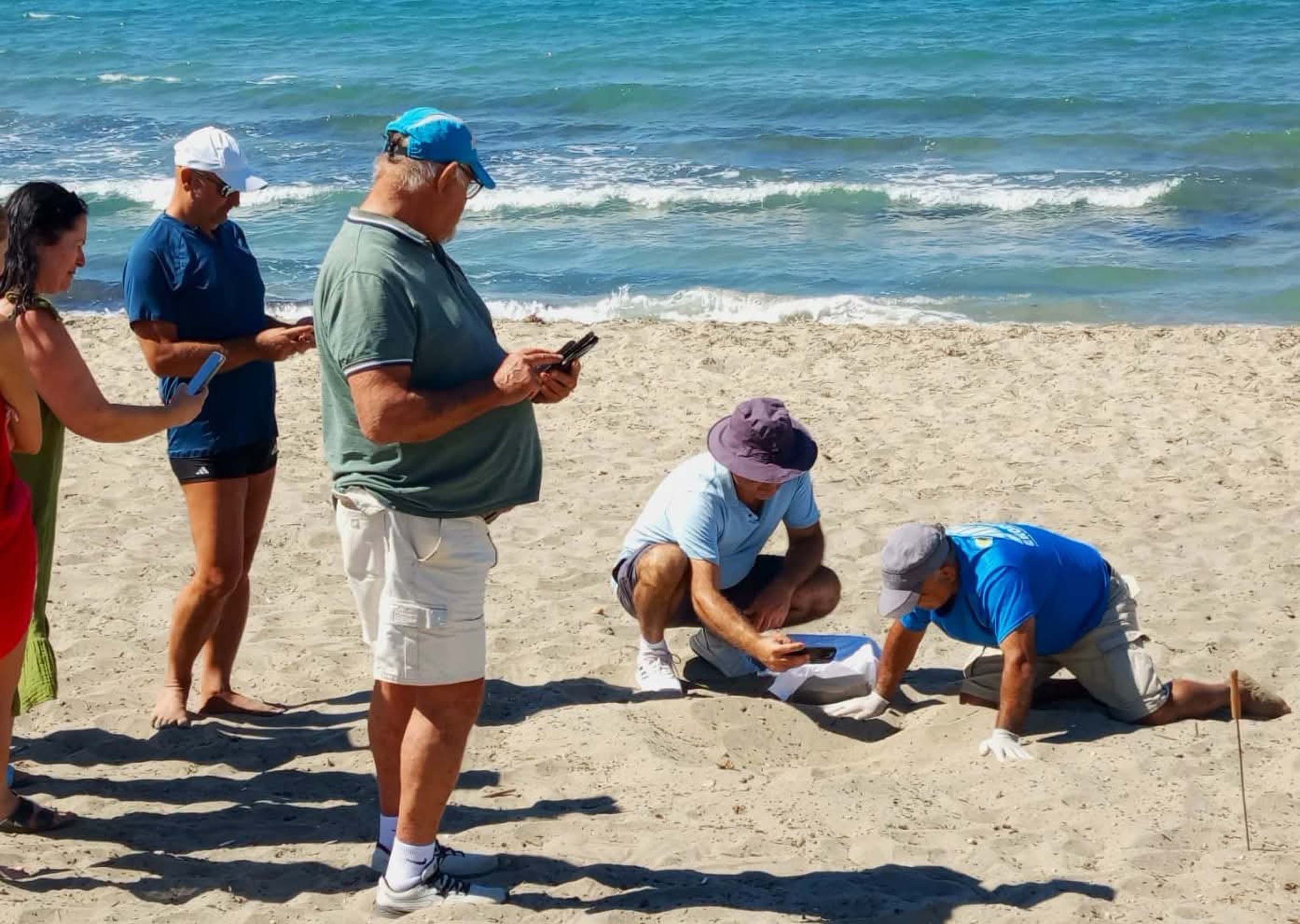 Kuşadası’nda Yuvada Sıkışan 22 Caretta Caretta Yavrusu Denize Bırakıldı (4)