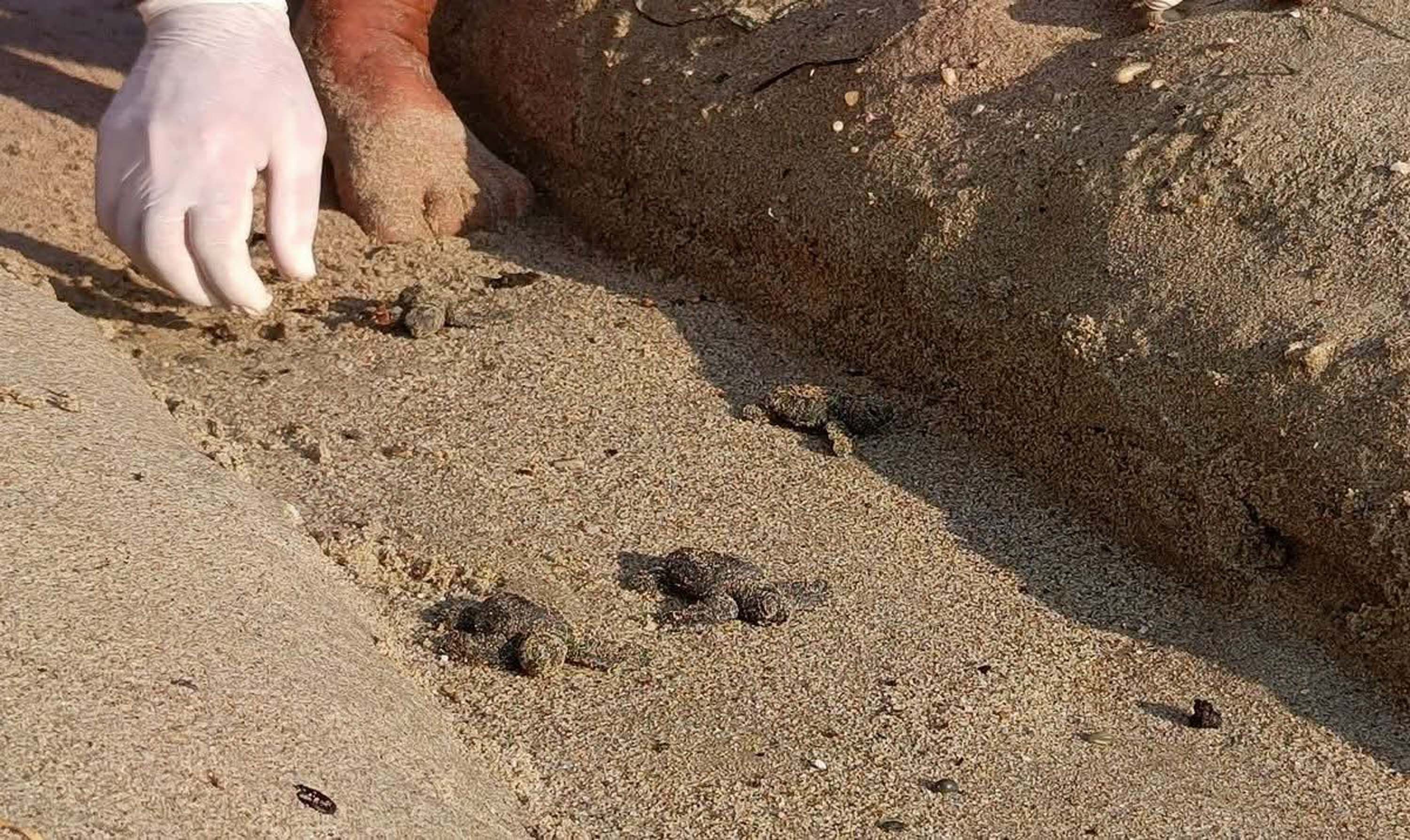 Kuşadası’nda Yuvada Sıkışan 22 Caretta Caretta Yavrusu Denize Bırakıldı (5)