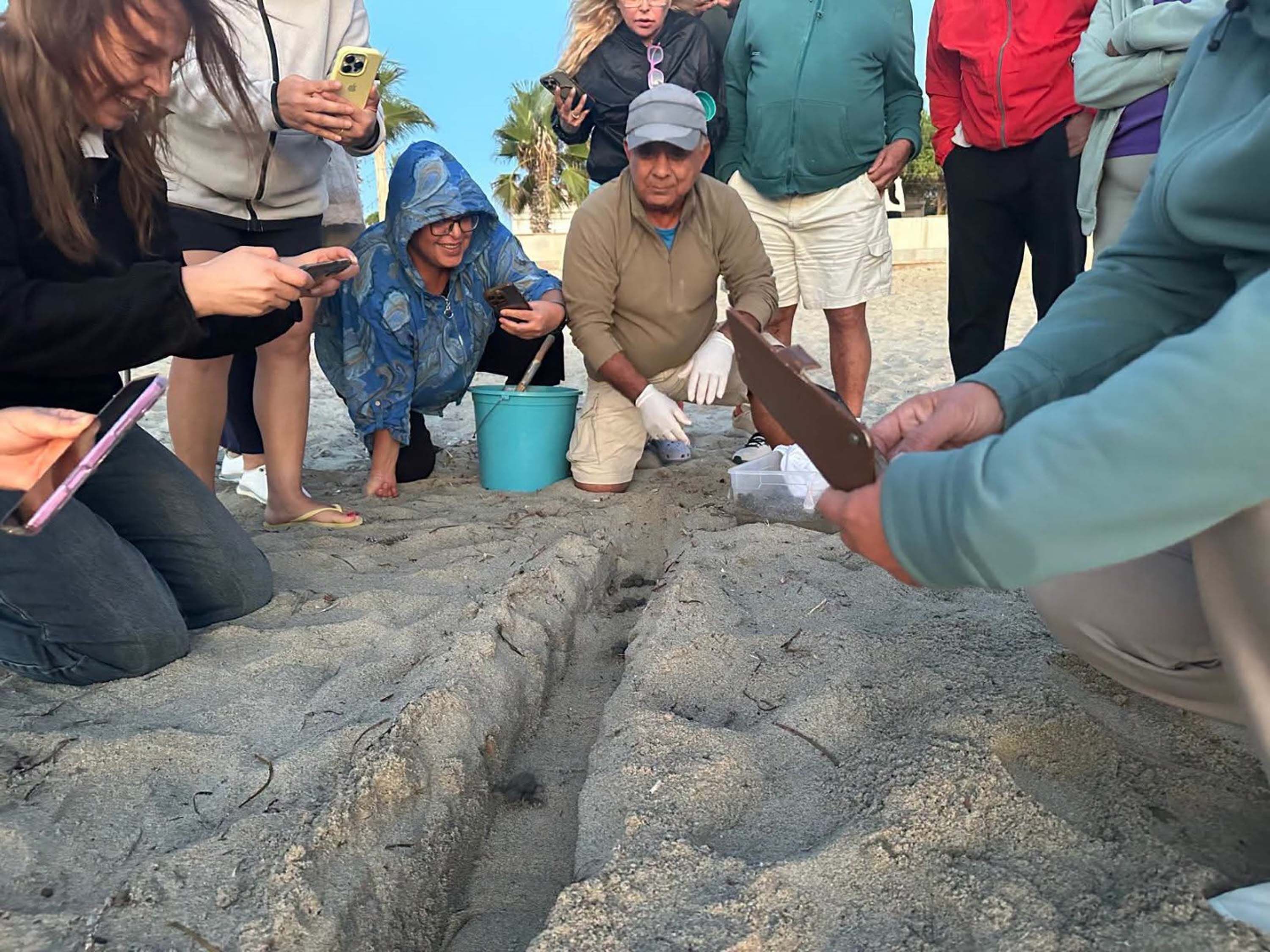 Kuşadası’nda Yuvada Sıkışan 22 Caretta Caretta Yavrusu Denize Bırakıldı