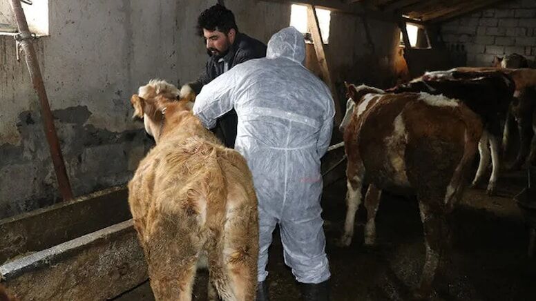 Ege ve İç Anadolu’da şap alarmı: İki pazar kapatıldı!
