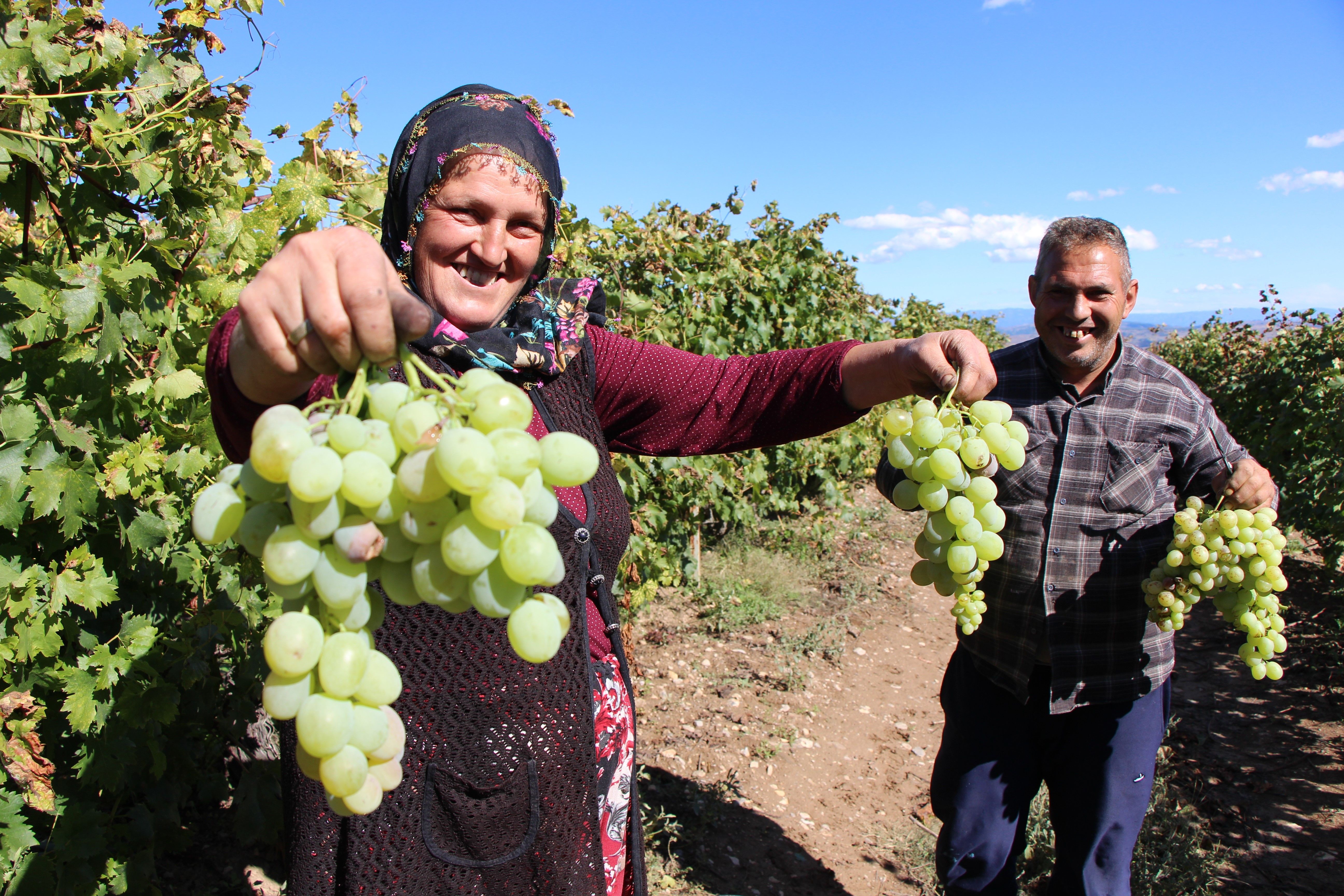 A W81Amasya’da pekmez için dağları deliyorlar!