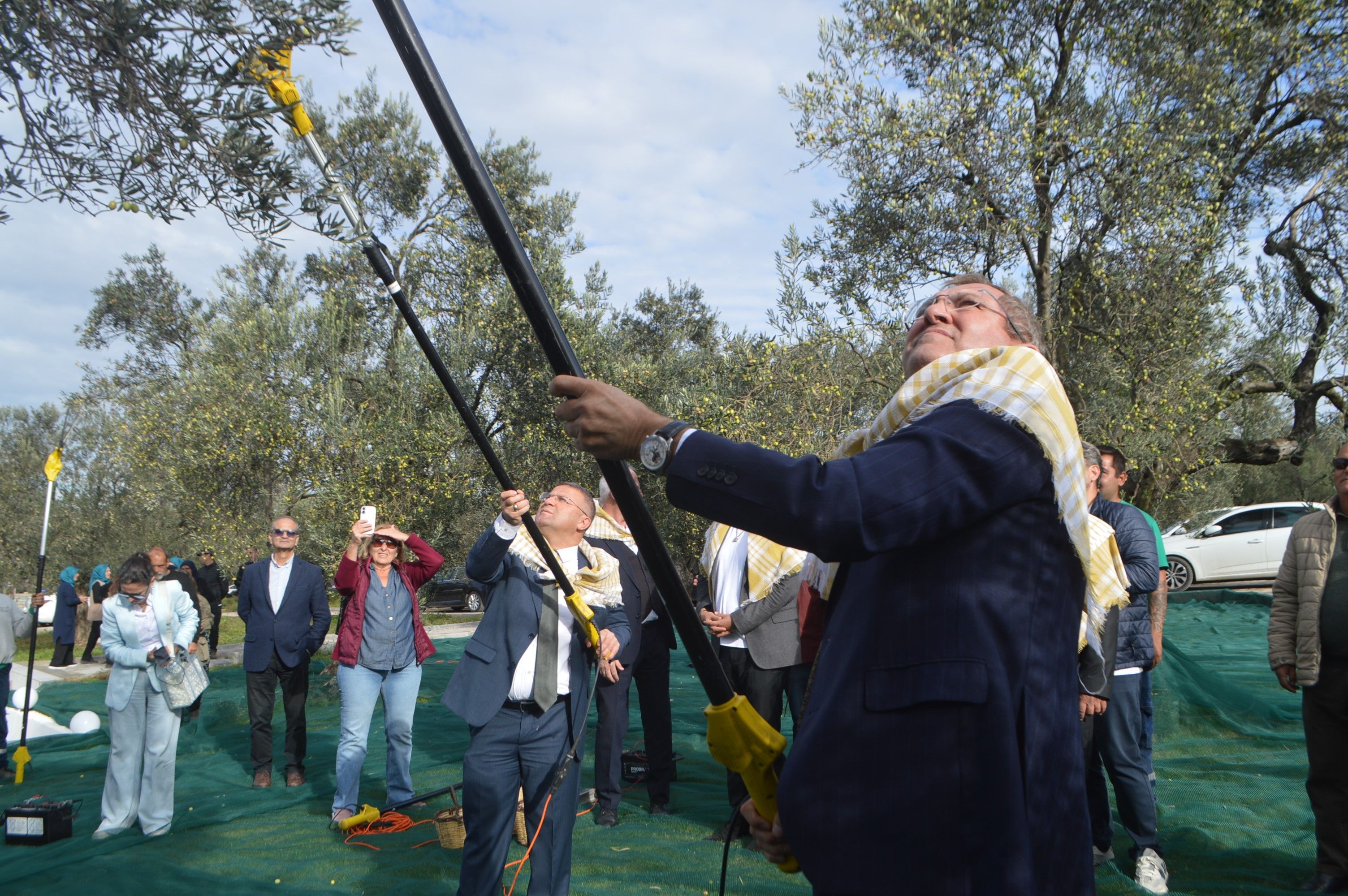 Ayvalık'ta 21. Uluslararası Zeytin Hasat Festivali'nde hasat heyecanı
