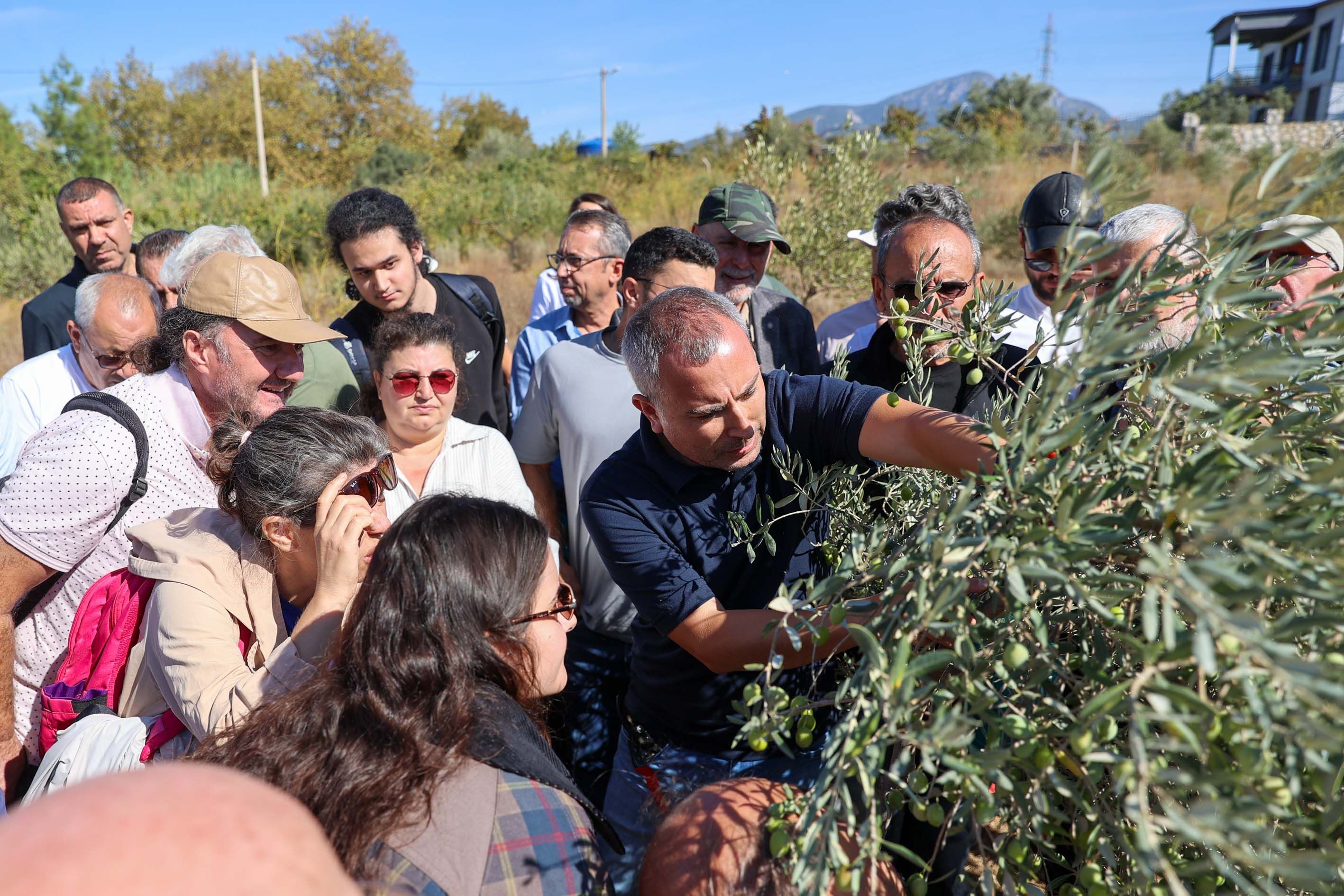 Buca Zeytin Budama5