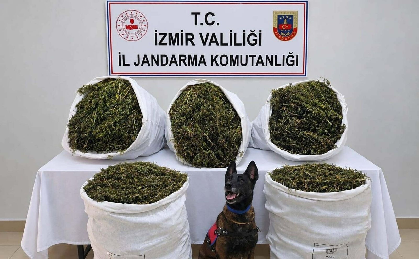 İzmir’de jandarmadan yasaklı madde operasyonu