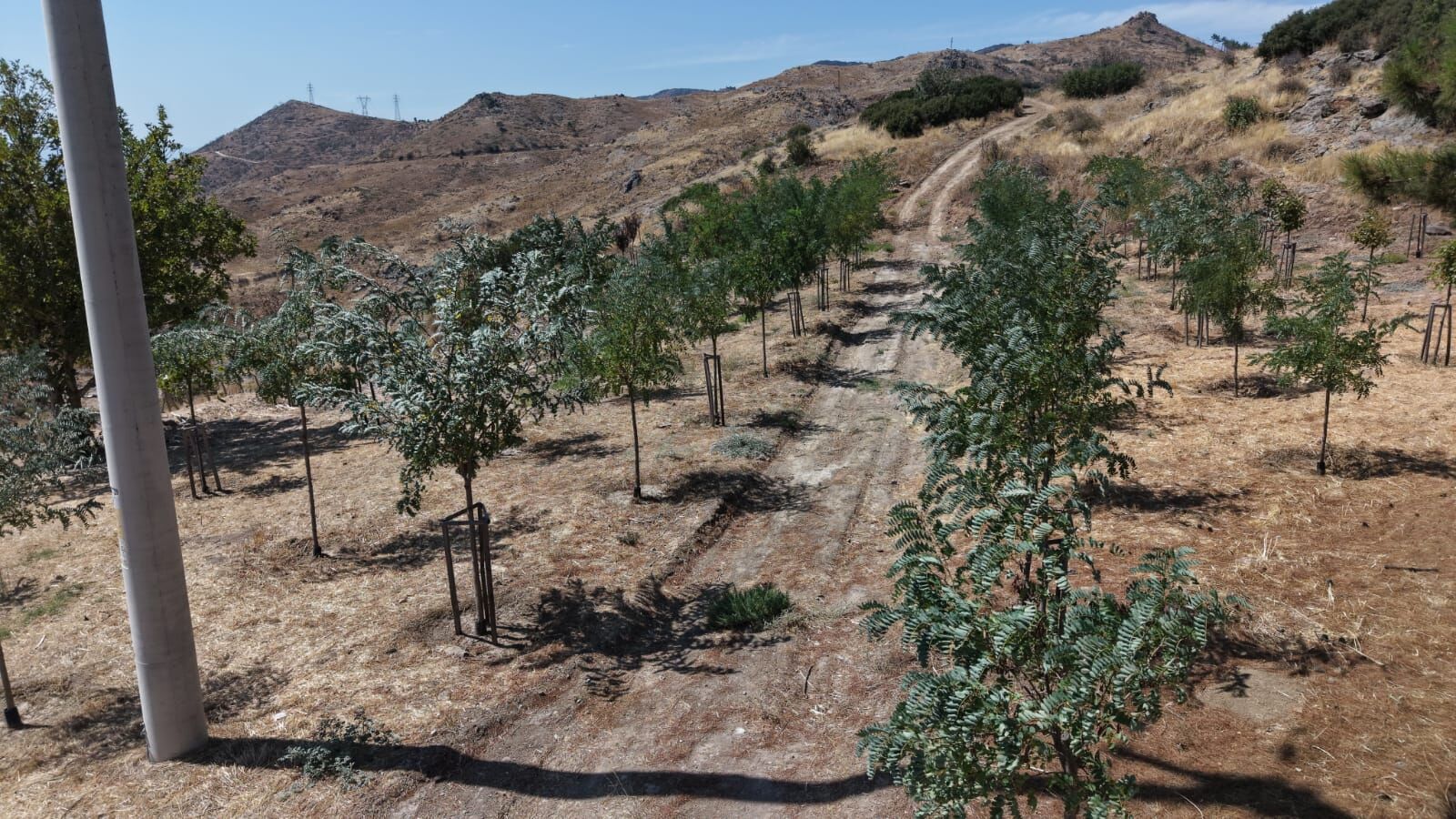 İzmir’de 13 Ağaçlandırma Sahasında 41 Bin Bitki Toprakla Buluşturuldu (2)
