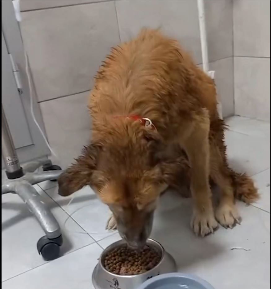 İzmir’de Kurtarılan Köpeğin Adı Şanslı Oldu