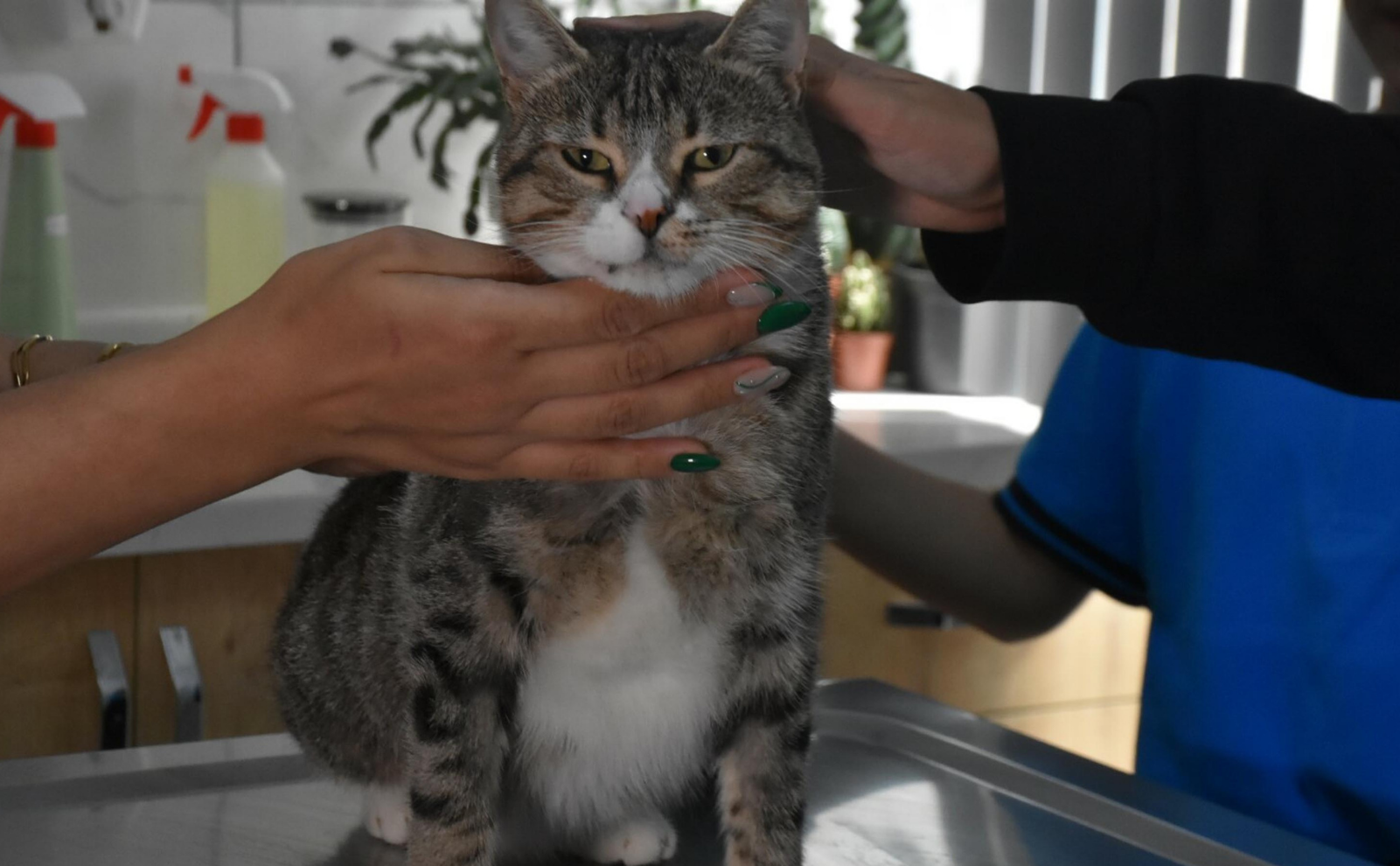 İzmir’de minik yüreklerden kedi Kurabiye’ye 22 bin liralık umut!