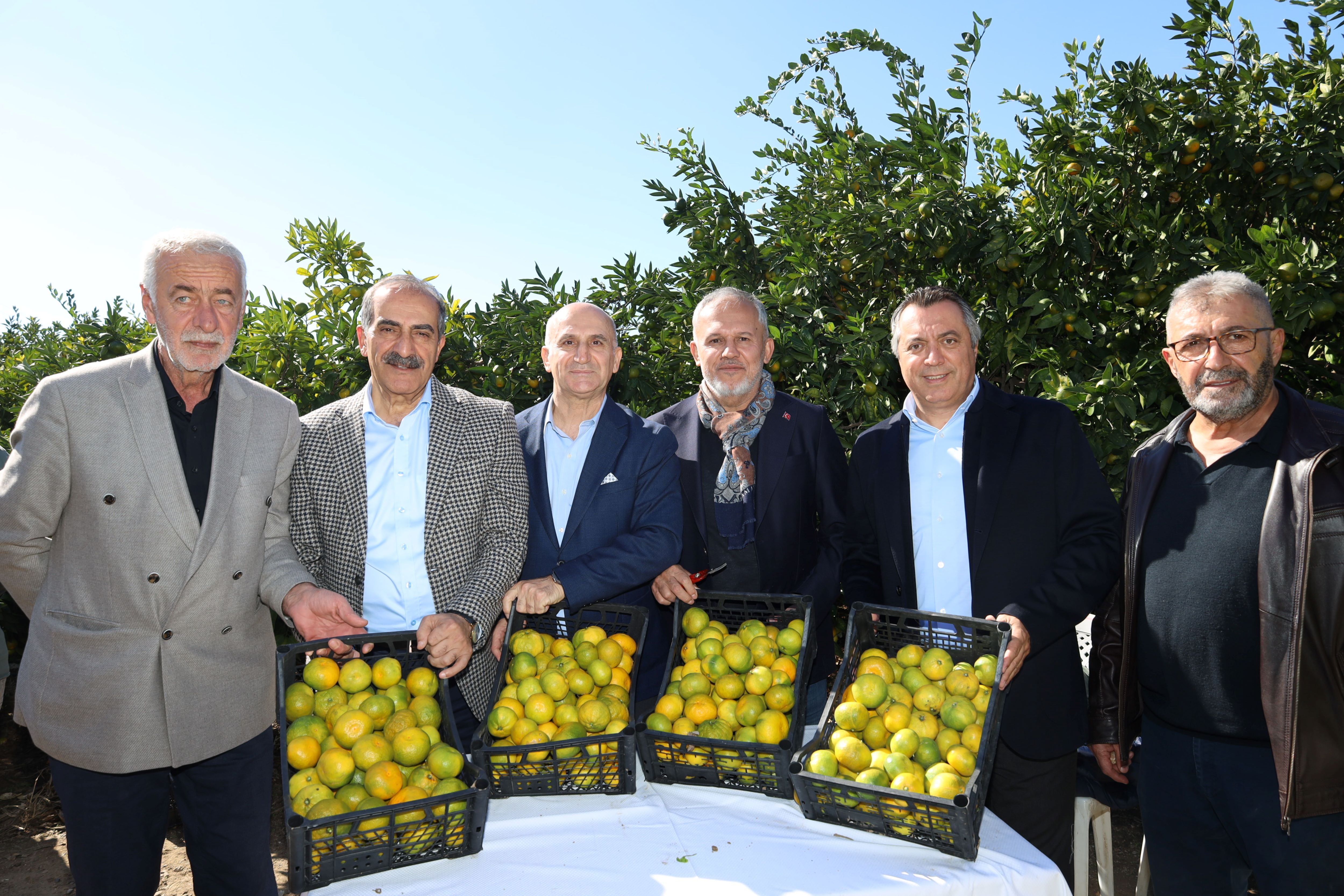 İzmir’in Gümüldür Mandalina (2)