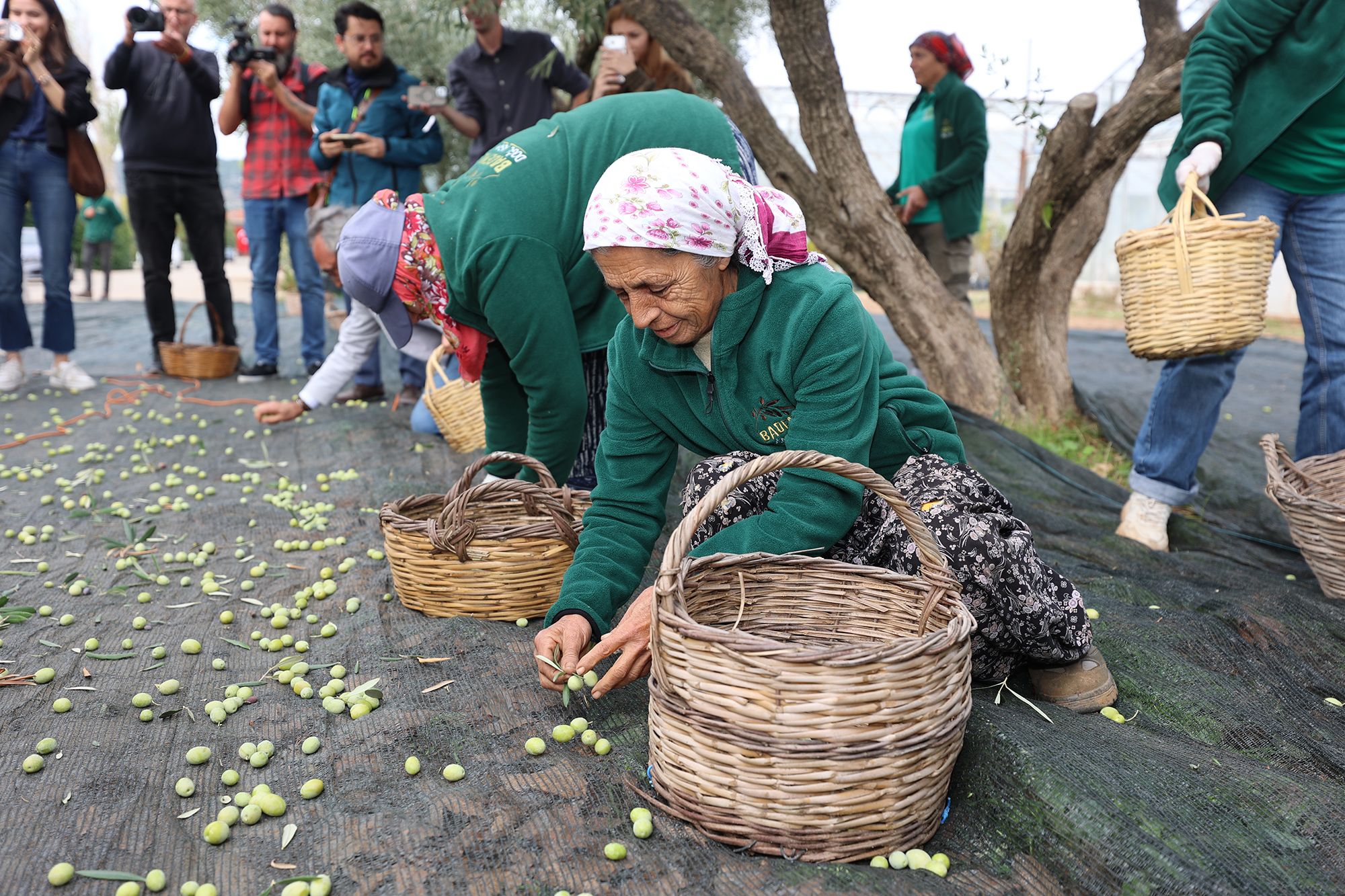 Zeytin Hasadı, Konser Ve Lezzet Şöleni Urla’da! (2)